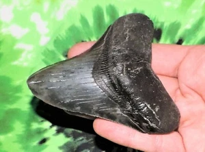 3 INCH REAL MEGALODON SHARK TOOTH BIG FOSSIL GIANT GENUINE RELIC TEETH HUGE MEG - Picture 1 of 13