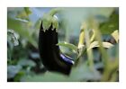 20x Eggplant Black Beauty Solanum Melongena Vegetables Garden Plants Seeds KS267
