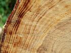 Photo 6x4 Tree rings, Hillsborough forest Ravennet Well-defined rings on  c2009