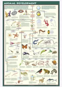 New Animal Development Innovative Poster A104S 24" X 36" Evolution Educational - Picture 1 of 9