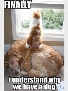 Humorous cat dog refrigerator magnet 3 1/2 x 4 1/2 - Picture 1 of 1
