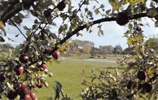 Troy Michigan ~ Capela Branca Memorial Cemitério ~ Fundamentos Thru bagas ~ Década De 1970 Peças
