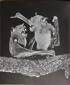 1969 Leen WORLD of BATS: A PHOTOGRAPHIC STUDY 171pp/HB/PHOTOS BW/COLOR Nice - Picture 1 of 12