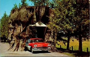 Postcard Giant Cedar Stump Highway 99 Washington 1958 Chevrolet Bel Air - Picture 1 of 2