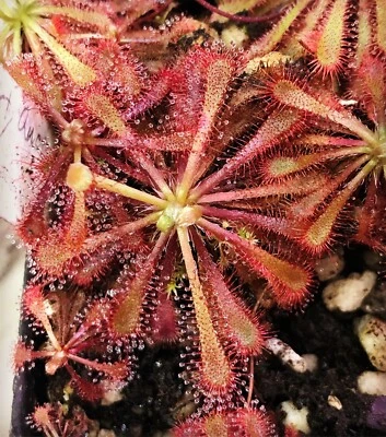 Drosera spatulata Gold Coast, Queensland Au Seeds, planta carnívora de rocío solar Foto 1 de 2