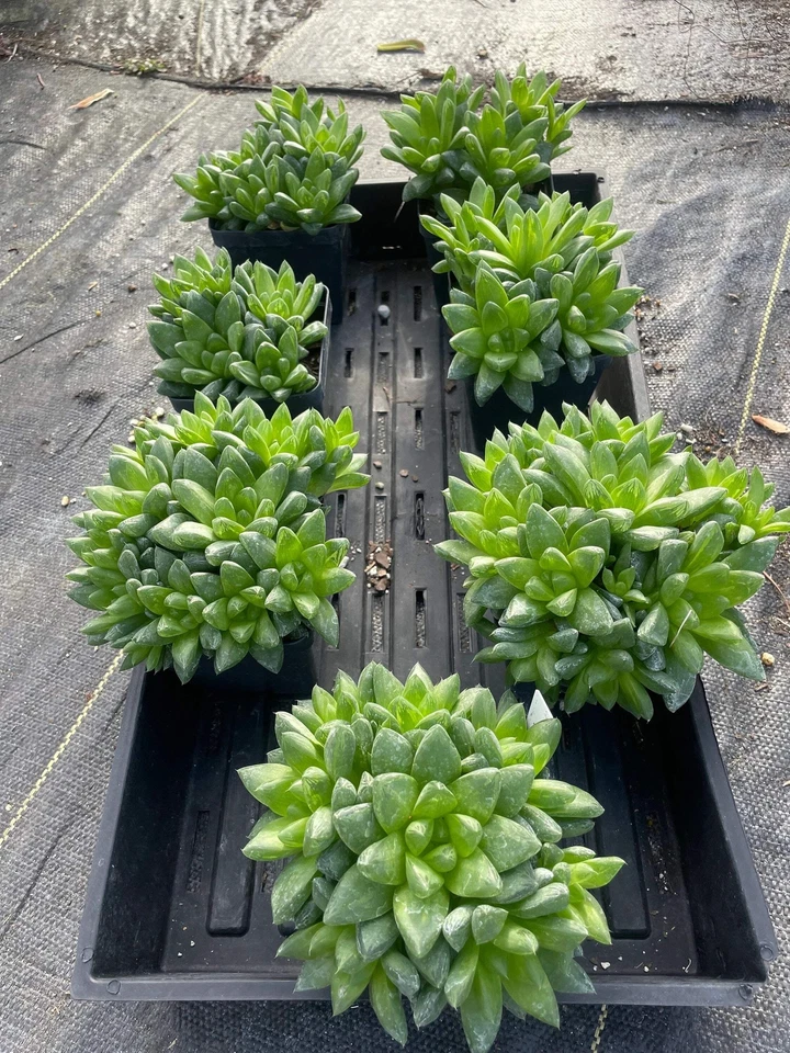 Oversized Haworthia Cymbiformis - Cathedral Window Haworthia - Shown in 3.5” pot - Image 1 of 4