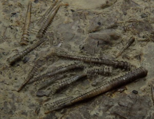 Rare !!! TENTACULITES ---- Ukraine Czortkow ---- DEVONIAN Lochkovian /pf120 - Picture 1 of 12