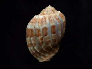 Sea Shells Harpa major kamamurai 66mm ID#3753C - Foto 1 di 4