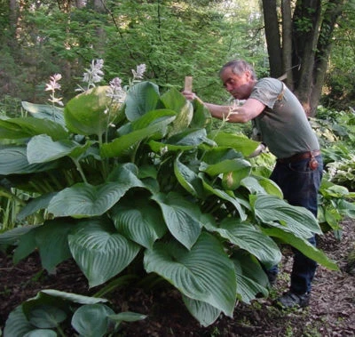 hosta EMPRESS WU large huge giant disease-free 2.5" pot = 1 Live Potted Plant - Image 1 of 4