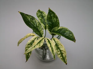 Epipremnum Hanoman sp. talee di Bali - Foto 1 di 3