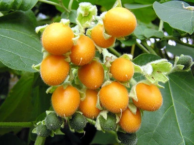 6 graines de MORELLE FAUX ABUTILON(Cyphomandra Abutiloides)H361 SEEDS SEMILLAS