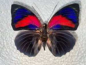 Hybrid Agrias beata x Agrias lugina ( very nice Color ) - Bild 1 von 1