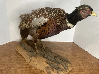 "Faisán con cuello de anillo embrujado taxidermia de colección montaje de pie base de madera 14"" de alto" Foto 1 de 4