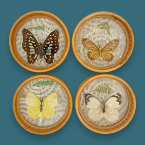 Vintage Butterfly Bamboo Coaster Set – Taxidermy Display (Lot of 4) - Picture 1 of 9