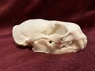 North American River Otter Skull with Mandible