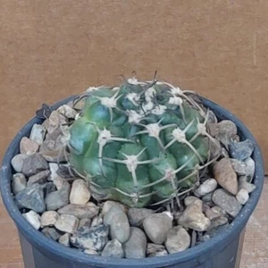 Gymnocalycium Delaetii Cactus Plant - Unique Beauty! - Picture 1 of 5