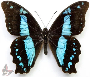 Papilio ufipa, RARITY!! Endemit Ufipa Mt., Tanzania, MOUNTED, ACTUAL SPECIMEN - Picture 1 of 2