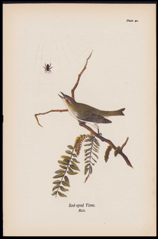 1890 Birds Of Pennsylvania Antique Chromolithograph Print Red-Eyed Vireo, Spider - Image 1 of 1