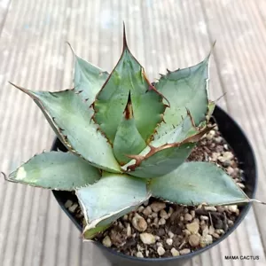 A4588 AGAVE TITANOTA BLANCO HIELO 12 cm H 7 cm W 13 cm MaMa Cactus - Imagen 1 de 4