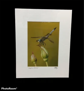 Libelle auf Rosenknospe ungerahmtes Foto signiert von Geoffrey Sean Thomas. - Bild 1 von 3