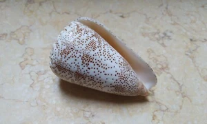 Conus Arenatus 80.6MM Beautiful wow Pattern red sea shell Coloration specimen - Picture 1 of 12