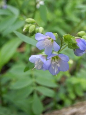 Jacob's Ladder Polemonium Reptans Bare Root Live Plant Outdoor Garden - Image 1 of 4