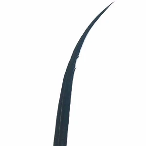 30" to 38" Lady Amherst Pheasant Side Tail Feather - Black ((SECONDS)) - Picture 1 of 3