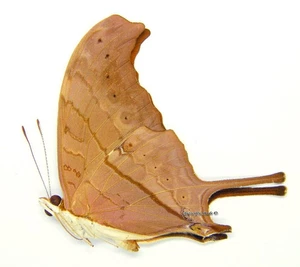 Mariposa/Nymphalidae sin montar - Marpesia petreus ssp., macho, México - Imagen 1 de 1