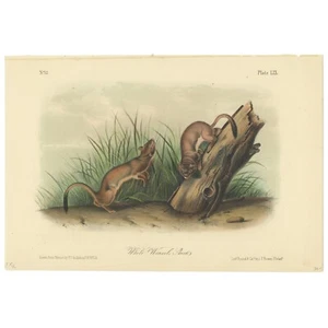 Audubon Quadrupeds Octavo Bowen 1849 h/c litho Pl 59 White Weasel Sloat - Picture 1 of 2