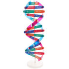 DNA-Modell, Helix-Struktur, Doppel-Kit, Gene, 3D, pädagogisch, für Kinder