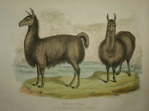 THE ALPACAS FROM BUFFON'S NATURAL HISTORY. LONDON 1860. - Picture 1 of 1