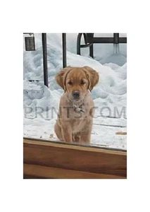 Brett Longley Smudge Golden Retriever Signed Open Edition - Picture 1 of 1