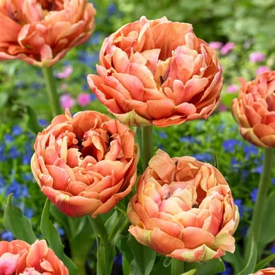 Easy to Grow Tulip Copper Image 10 Plant Bulbs, Spring Double Group Zones 3-8 - Image 1 of 2