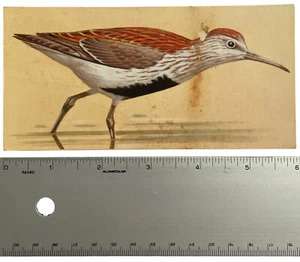 Tarjeta de identificación de albañil ilustración de arte naturalista con impresión de pájaro Dunlin de colección - Imagen 1 de 2
