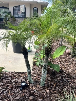 5- Plántulas pigmeas Phoenix roebelenii palmera datilera Foto 1 de 4