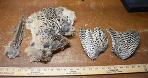 Lot 5, Hen Ringneck Pheasant in a Bag Feathers, Whole Bird, Wings Tail Skin - Picture 1 of 6