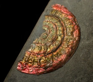 Iridescent ammonite fossil Caloceras Jurassic Fossils UK ammolite gem gemstone - Picture 1 of 6