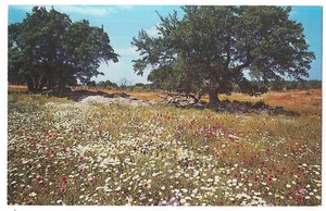 TRAPUNTA PATCHWORK DI FIORI AL PASCOLO IN TEXAS Highway Dept. Cartolina TX - Foto 1 di 2