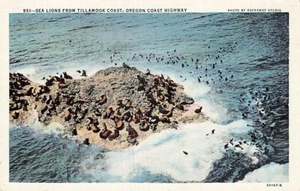 Postal O: Sea Lions, Tillamook Coast, Oregon Coast Highway, lino vintage - Imagen 1 de 2