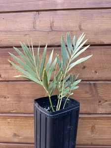 Encephalartos middelburgensis × dyerianus - Cycad Rare Collector Hybrid - Picture 1 of 5