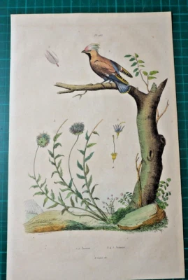 Jaseur / Seidenschwanz + Jasione, altkolorierter Stahlstich - 1835 aus E. Guerin - Bild 1 von 3