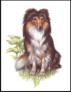 SHETLAND SHEEPDOG SHELTIE SEATED DOG LOVELY ART PRINT POSTER - Picture 1 of 1