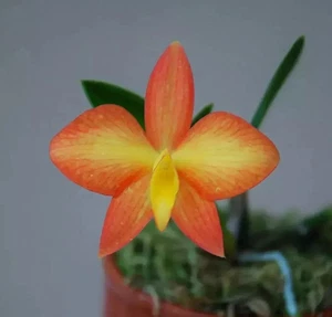 Sofronitis coccinea var. orquídea especie borboleta miniatura - Imagen 1 de 3