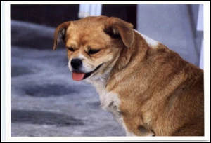 Motiv-AK Thema Tiere Tier Hunde Dogs Hund Echtfoto-AK Postcard with Animal - Picture 1 of 1