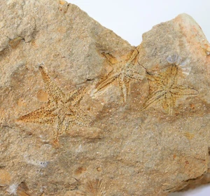 Seestern, Salteraster selwyni, Silur, Comet Creek, Victoria, Australien -c971 - Picture 1 of 5
