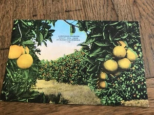 Üppige Orangen erwarten Sie hier im sonnigen Kalifornien Postkarte - Bild 1 von 2