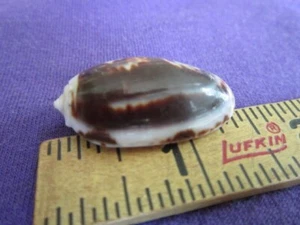 Olivia bulbosa Dark Chocolate & Vanilla Colored Olive Sea Shell 33mm - Picture 1 of 12