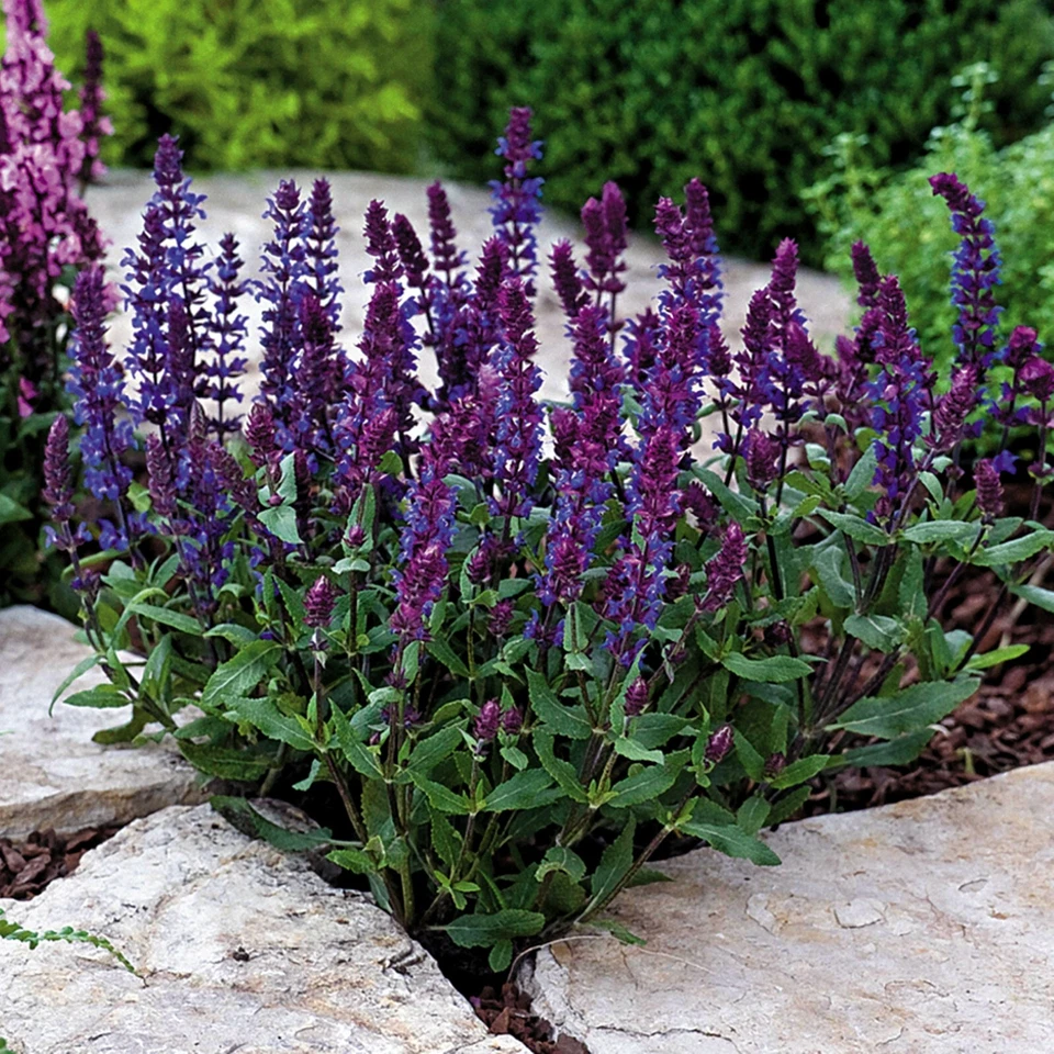 Salvia New Dimension Blue - 10 Seeds - Deer Resistant  -  Blooms 1st. Year! - Image 1 of 1