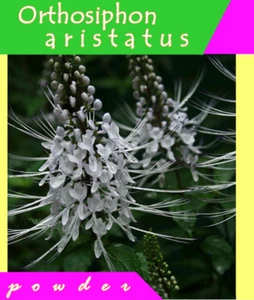 Java tea Kidney tea plant Cat’s whiskers powder Orthosiphon aristatus Free Ship - Picture 1 of 6