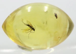 Baltic Amber with Insect | Fossil Inclusion in Genuine Certified Amber - Picture 1 of 10